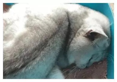 主人出差，给猫咪准备了一桶猫粮，让它自力更生，结果悲剧了